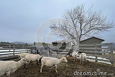 Heavily pregnant sheep in early spring Stock Photo