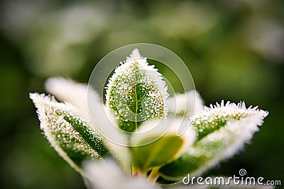 A heavy frost on the leaves on a holly bush. Stock Photo