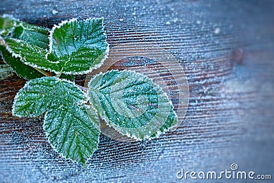 Heavy frost on leaves. Stock Photo