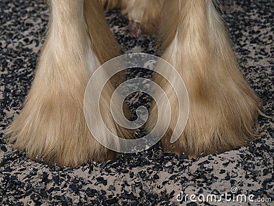 Heavy Horse Feathers Stock Photo