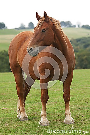 Heavy horse Stock Photo