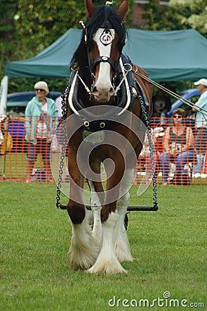 Heavy Horse show at Capel Manor June 2017 Editorial Stock Photo