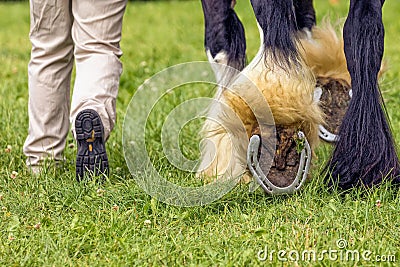 Heavy horse showing its shoes, Hanbury Countryside Show, England. Stock Photo