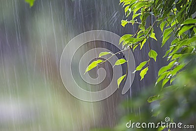 Heavy Rain Stock Photo