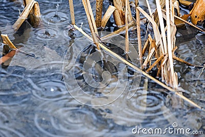 Heavy raindrops splashing into shallow clear water between reeds Stock Photo