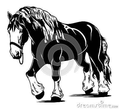 Heavy shire draft horse Stock Photo