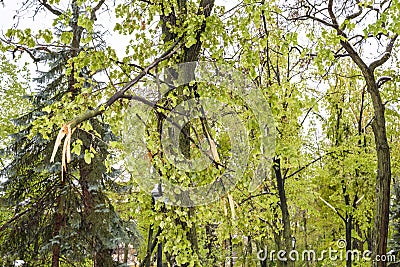 Heavy snow in Moldova, view of central park Stock Photo