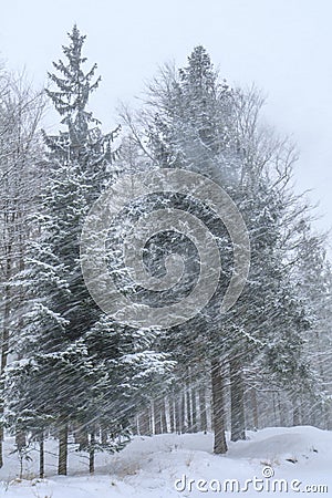 Heavy snowfall in the forest in the Silesian Beskids, Poland Stock Photo