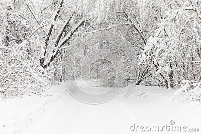 Heavy snowfall in Moscow. Snow-covered roads and fallen trees during a snowfall. Collapse of public transport Stock Photo