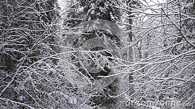 Heavy snowfall in a winter forest. stock video Heavy snowfall in a winter forest. stock video