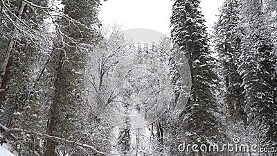 Heavy snowfall in a winter forest. stock video Heavy snowfall in a winter forest. stock video