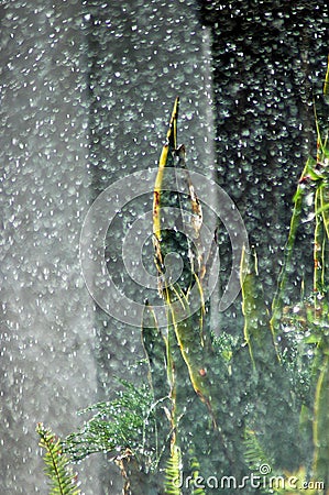 Heavy summer rain Stock Photo