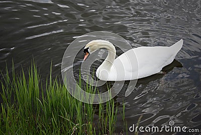 Heavy white swan floating on the still water of the lake Stock Photo