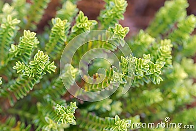 Hebe Green Globe plants, known as Shrubby Veronica in the garden Stock Photo