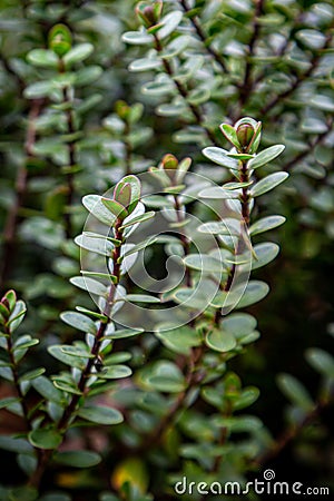 A Hebe Plant Stock Photo