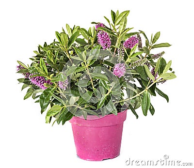 Hebe plant in studio Stock Photo