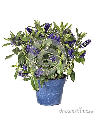 Hebe plant in studio Stock Photo