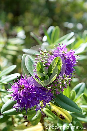 Hebe speciosa. A species of flowering plant in the Plantaginaceae family. Stock Photo