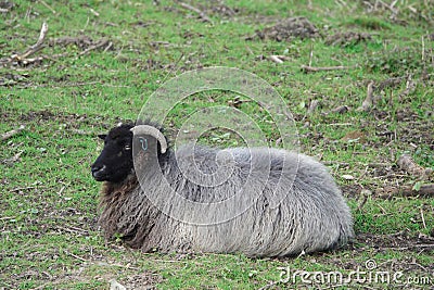 Hebridean Sheep. Stock Photo