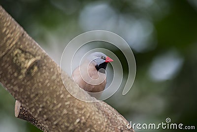 Heck's Grassfinch (Poephila acuticauda) Stock Photo
