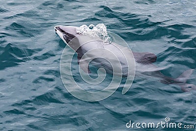 Hector`s Dolphin Cephalorhynchus hectori, the world`s smallest and rarest marine dolphin, New Zealand Stock Photo