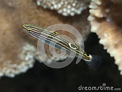 Hector`s goby Stock Photo
