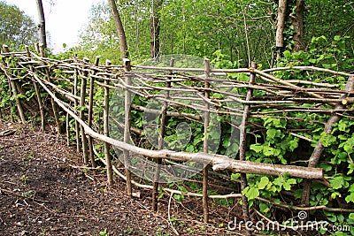 Hedge coppice Stock Photo