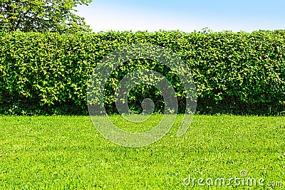 Hedge in the garden Stock Photo