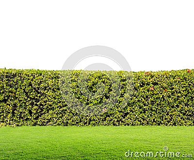 Hedge isolated Stock Photo