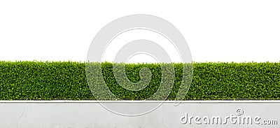 Hedge isolated on white Stock Photo