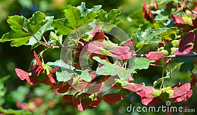 The hedge maple Acer campestre fruits Stock Photo