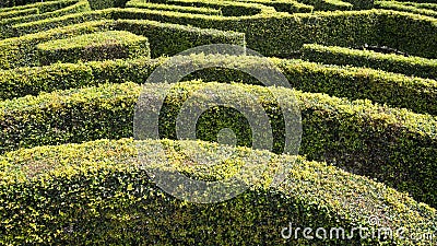 Hedge Maze Stock Photo