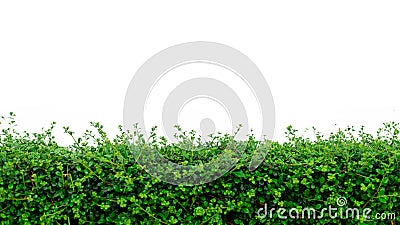 Hedge plant isolated on white background. Nature and Decoration Stock Photo