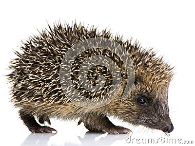 Hedgehog (1 months) Stock Photo