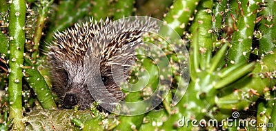 Hedgehog Stock Photo