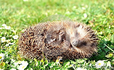 Hedgehog Stock Photo