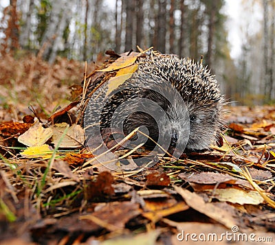 Hedgehog in the autumn Stock Photo