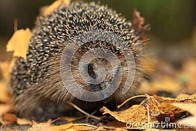 Hedgehog in the autumn Stock Photo