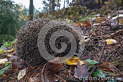 Hedgehog in the autumn forest. A little hedgehog walking through autumn leaves looking straight at the camera Stock Photo