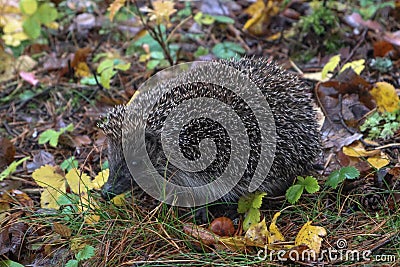 Hedgehog in the autumn forest. A little hedgehog walking through autumn leaves looking straight at the camera Stock Photo