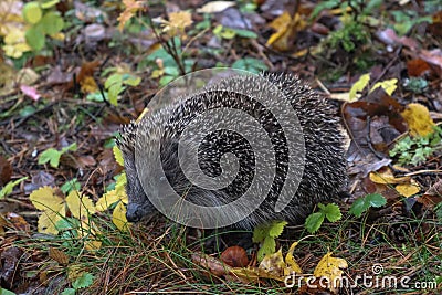 Hedgehog in the autumn forest. A little hedgehog walking through autumn leaves looking straight at the camera Stock Photo