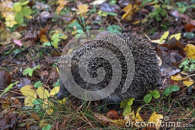 Hedgehog in the autumn forest. A little hedgehog walking through autumn leaves looking straight at the camera Stock Photo