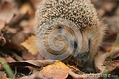 Hedgehog autumn Stock Photo