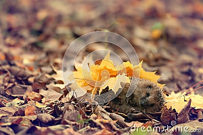 hedgehog autumn Stock Photo