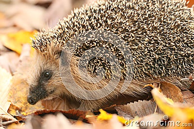 Hedgehog autumn leaves Stock Photo