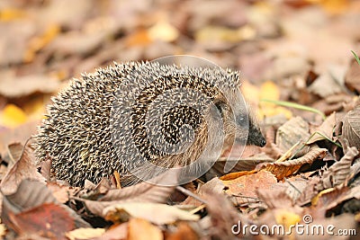 Hedgehog autumn leaves Stock Photo