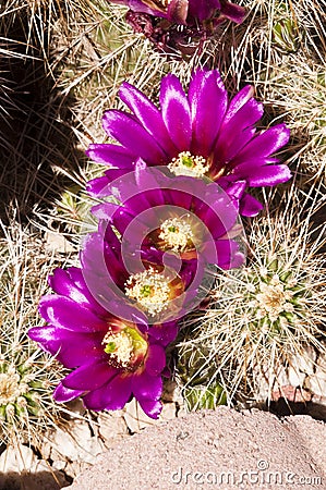 Hedgehog cactus blossoms Stock Photo
