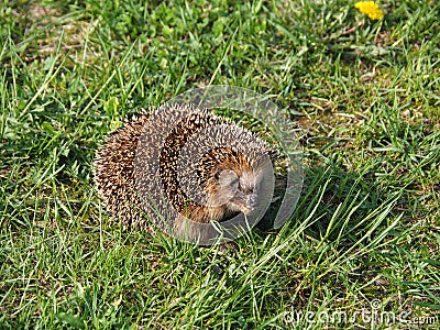 Adult Hedgehog with muzzle and tooth close-up Stock Photo