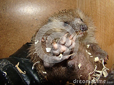 Hedgehog curled up into a ball. Exotic veterinarian examines a hedgehog claws. wildlife vet holding an European animals. wild anim Stock Photo