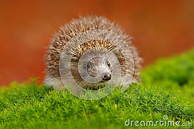 Hedgehog, Erinaceus europaeus, on a green moss at the forest, photo with wide angle. Hedgehog in dark wood, autumn image.Cute funn Stock Photo